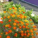 프렌치메리골드 French marigold , 萬壽菊 이미지