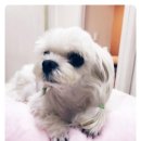 365 신원당 동물병원 이미지