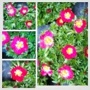 천상초 (Saxifraga rosacea) 이미지