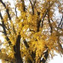 영광향교 이미지