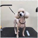 주멍멍 | 덕양구반려견미용 믿고 찾는 우리 아이 미용실 후기