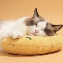 우리 집 상전들이 사람 베개를 탐내기 시작했다면? 고양이 미니 목베개 쿠션 실사용기