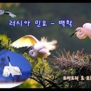 백학 이미지