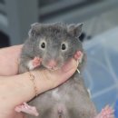 햄스터분양 베이비초롱 이미지