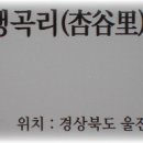 울진소나무 이미지