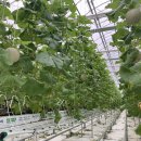 대비농장2 이미지