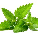 워시벨리 이미지