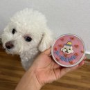 pit a pet 살롱 | 강아지 수제간식 생일케이크 핏어펫 내돈내산 (+ 강아지미역국)
