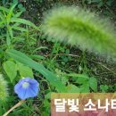 우리나라 자생 식물 5,000여 종 이미지