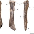 사우로 R 이미지