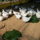 대조농장 이미지