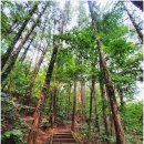 금수산한옥펜션적성재 | 금수산(상학주차장~금수산삼거리~금수산~망덕봉삼거리~망덕봉~소용아릉~능강계곡(돌탑)~능강교~내원암...