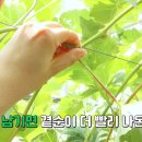 김천남매농장