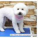 달리애견 이미지