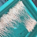 윤창호농장 | “연중 생산·국내1호 GAP 인증, 모두 저희가 처음입니다”…새싹삼 농사의 선구자 <한우물 농원>