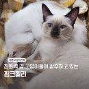 핑크젤리 | 세종시고양이카페 아름동 핑크젤리 아이랑 방문했지만 집사 입장에서 남기는 후기