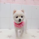 살롱드 꽃개 이미지