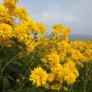 국화농장 이미지