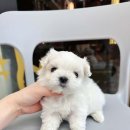 멍샵 강아지분양 인천본점 이미지