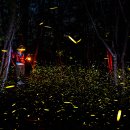 반딧불이 이미지