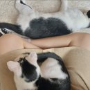 청주고양이입양지원센터 애니멀공화국 이미지