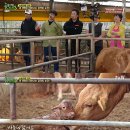 풀뜯소 농장 이미지