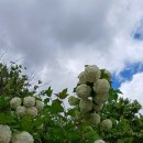 성주관광주유소 이미지