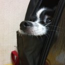 에코 켄넬 이미지