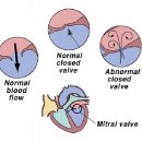 24시 폴 동물병원 이미지