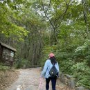 알프스애견 이미지