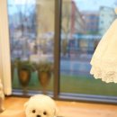 톰퍼피 강아지 분양 이미지