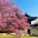 수강재 | [공지] 창덕궁 홍매화 언제 예쁠까? 2026 창덕궁후원 예약 방법