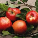 고대1105 이미지