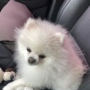 도그헬퍼 이미지