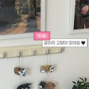 하비데이