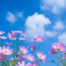 푸른하늘 이미지