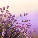 라벤더 이미지