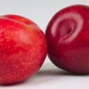 사과랑관광농원 이미지