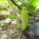 하우리농장 이미지