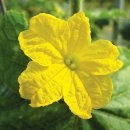 진리오이 이미지