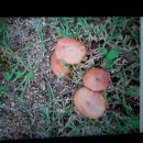 버섯마당 이미지