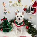 샤멍샤멍 이미지