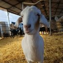 두진농장 이미지