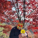 화담푸드시스템 | 화담숲 벚꽃 시즌 예약 실패? 당근마켓 3만원 암표 사지 마세요! 작년 주말표 '취소표 줍줍' 시간대 공