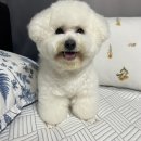 디애몽 이미지