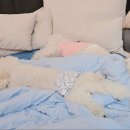 보듬보듬 이미지