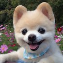 강아지야 이미지