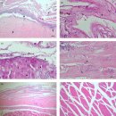 양식 능성어(Epinephlus spp.)의 Tenacibaculum maritimum 이미지