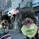 멍근멍근 | 부산 실내 가볼만한곳 강아지 애견카페 서면 전포동 멍프탑