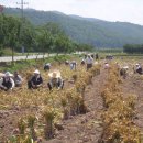 양지1리 이미지